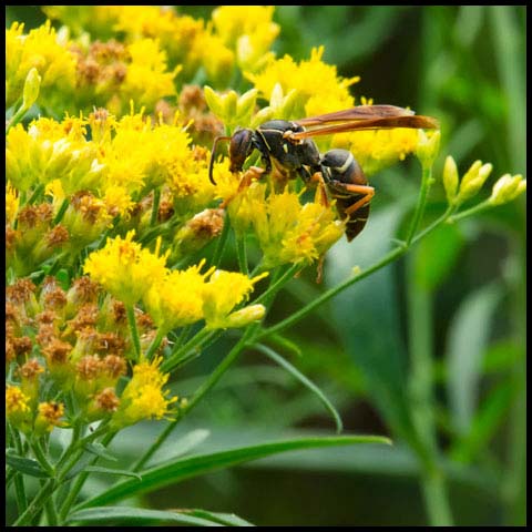 Dark Paper Wasp