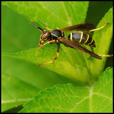 Dark Paper Wasp