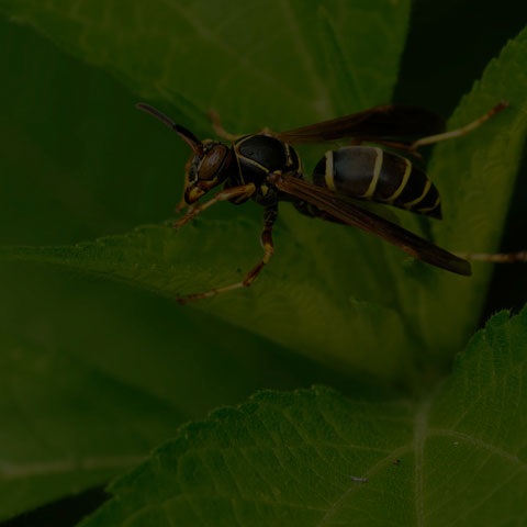 Dark Paper Wasp