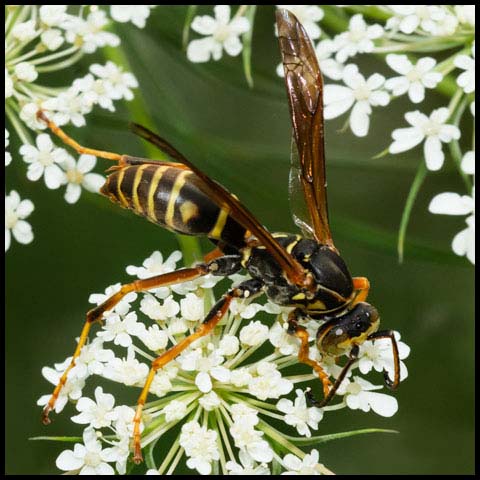 Dark Paper Wasp