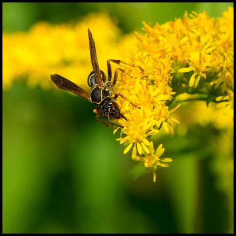 Dark Paper Wasp