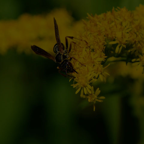 Dark Paper Wasp