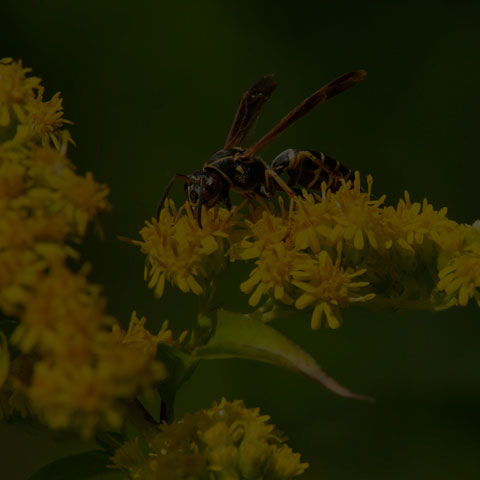 Dark Paper Wasp