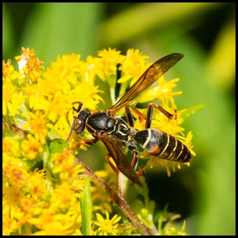 Dark Paper Wasp