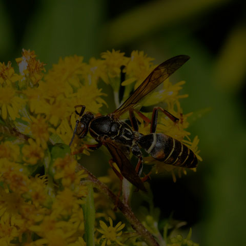 Dark Paper Wasp