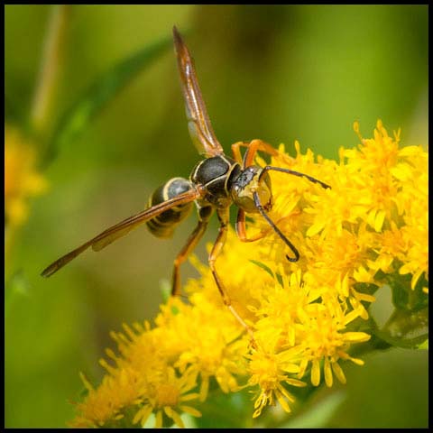 Dark Paper Wasp