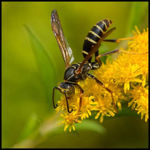 Dark Paper Wasp