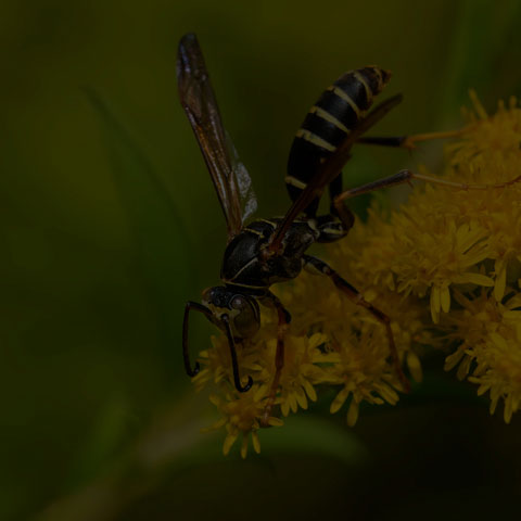 Dark Paper Wasp