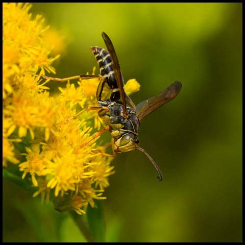 Dark Paper Wasp