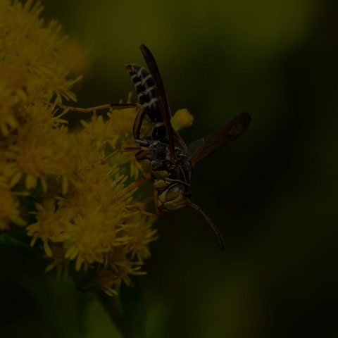 Dark Paper Wasp