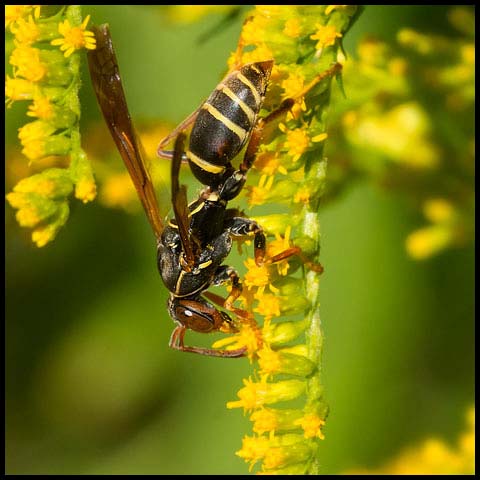 Dark Paper Wasp