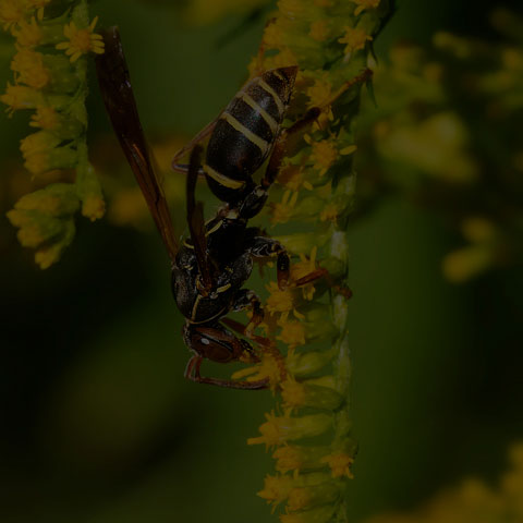 Dark Paper Wasp