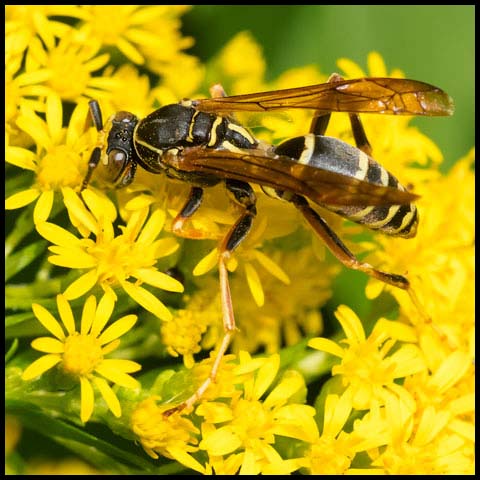 Dark Paper Wasp