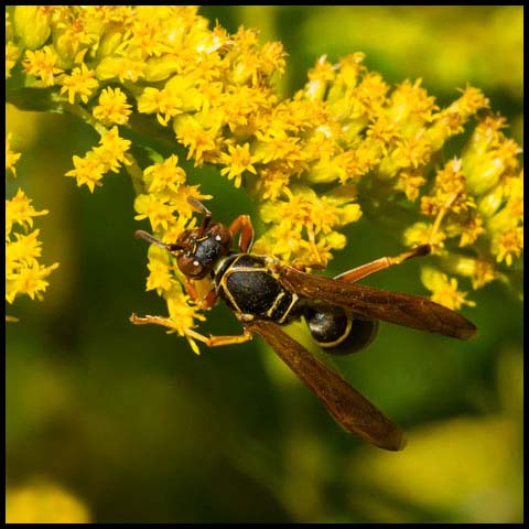 Dark Paper Wasp