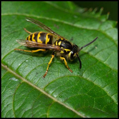 Downy Yellowjacket Wasp