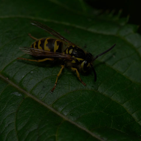 Downy Yellowjacket Wasp