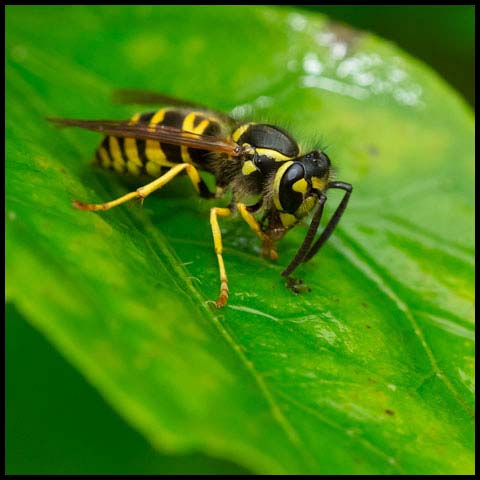 Eastern Yellowjacket Wasp