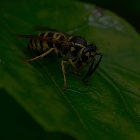 Eastern Yellowjacket Wasp