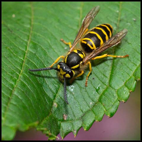 Eastern Yellowjacket Wasp