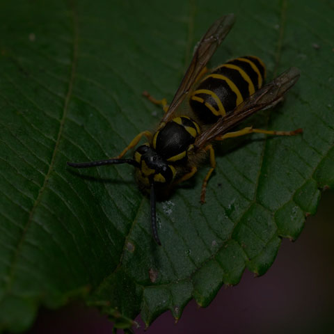 Eastern Yellowjacket Wasp