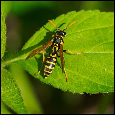 European Paper Wasp