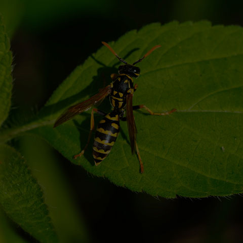 European Paper Wasp