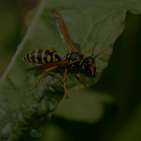 European Paper Wasp