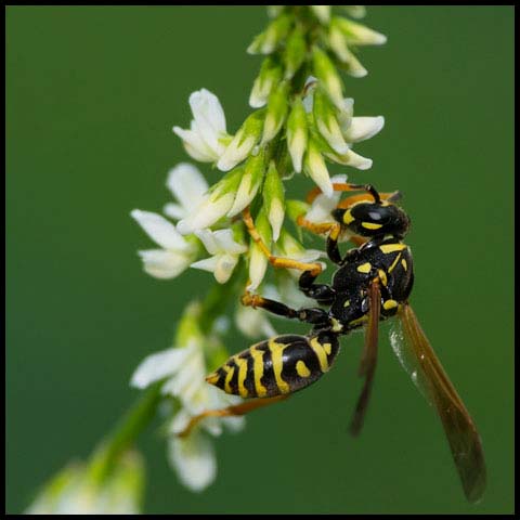 European Paper Wasp