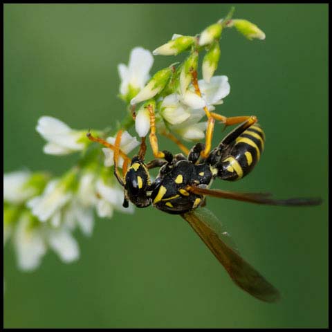 European Paper Wasp