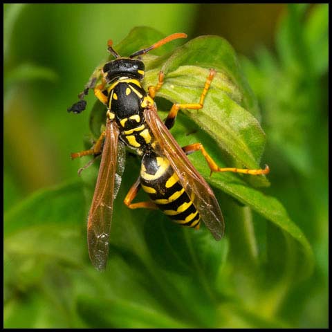 European Paper Wasp