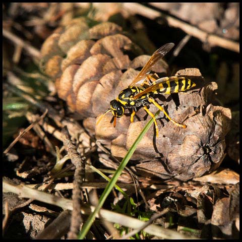 European Paper Wasp