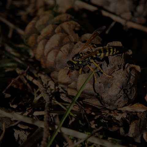 European Paper Wasp