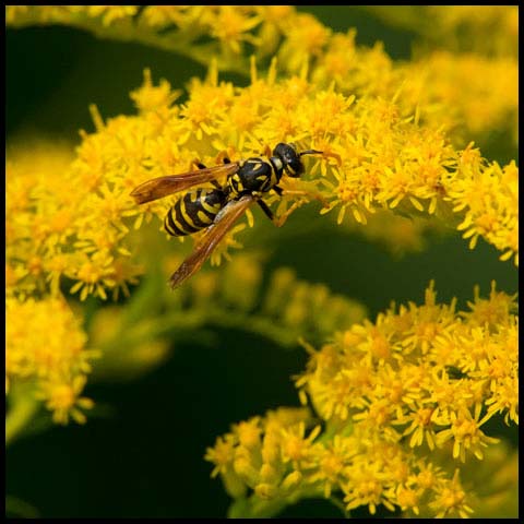 European Paper Wasp