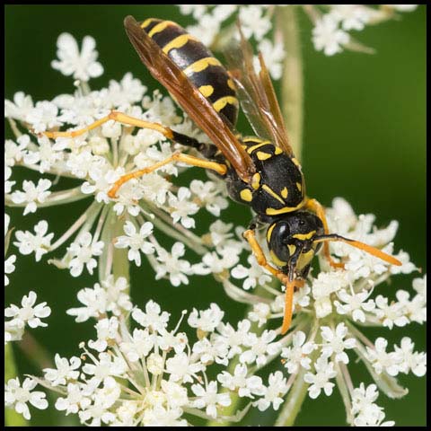 European Paper Wasp