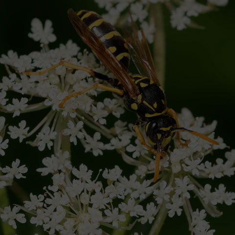 European Paper Wasp