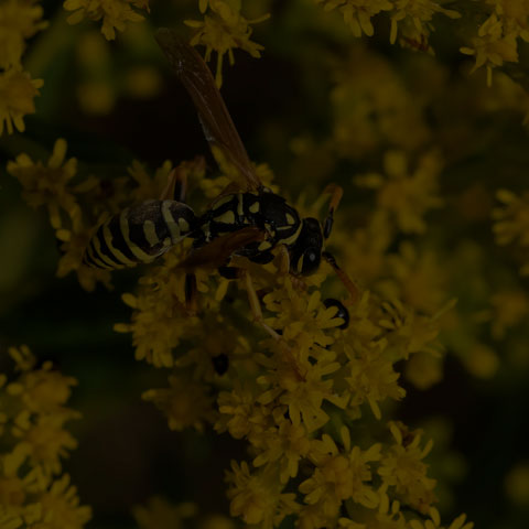 European Paper Wasp