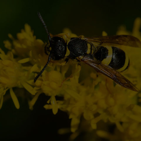 European Tube Wasp
