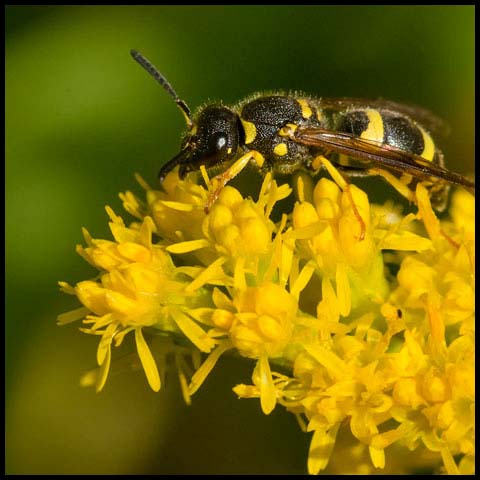 European Tube Wasp