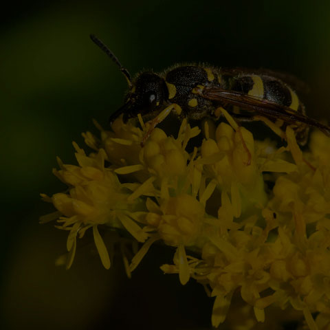 European Tube Wasp