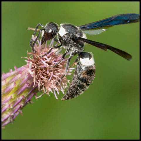 Four-toothed Mason Wasp