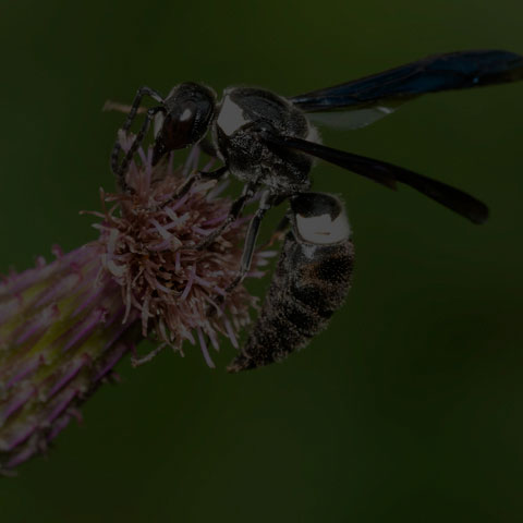 Four-toothed Mason Wasp