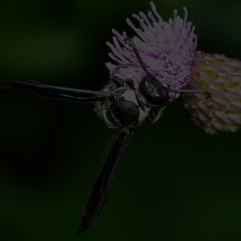 Four-toothed Mason Wasp