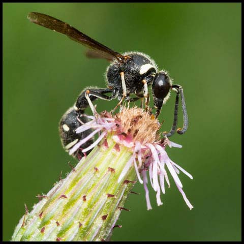 Fraternal Potter Wasp