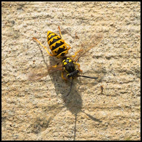 German Yellowjacket