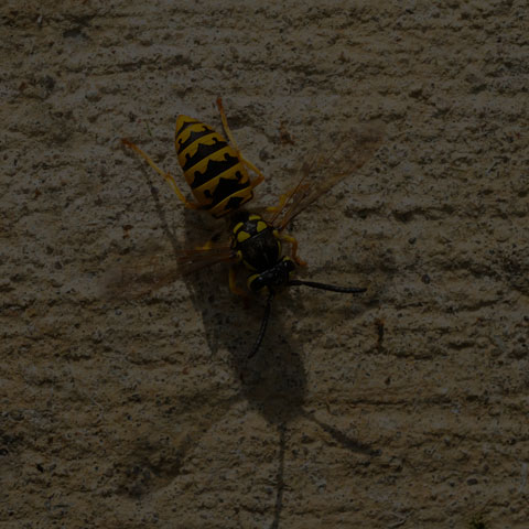 German Yellowjacket