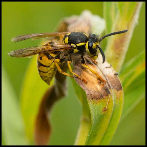 German Yellowjacket