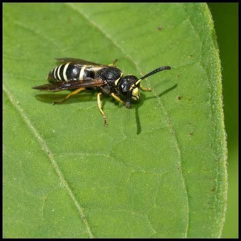 Potter Wasp