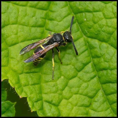 Potter Wasp