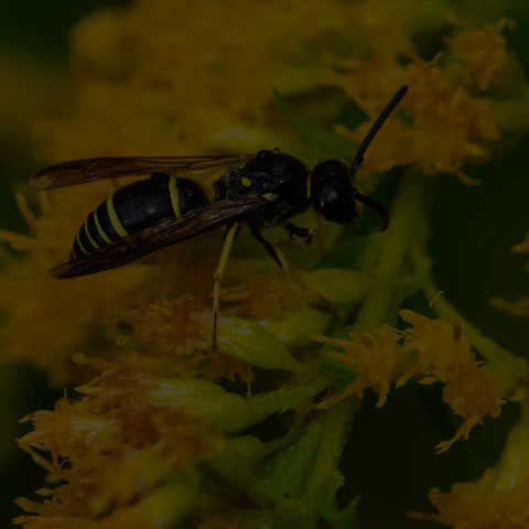 Potter Wasp