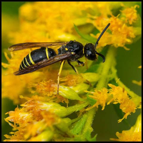 Lobed Mason Wasp